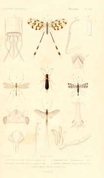 Image of Common Mayfly