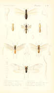 Image of Reticulitermes lucifugus (Rossi 1792)