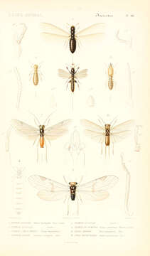 Image of Reticulitermes lucifugus (Rossi 1792)