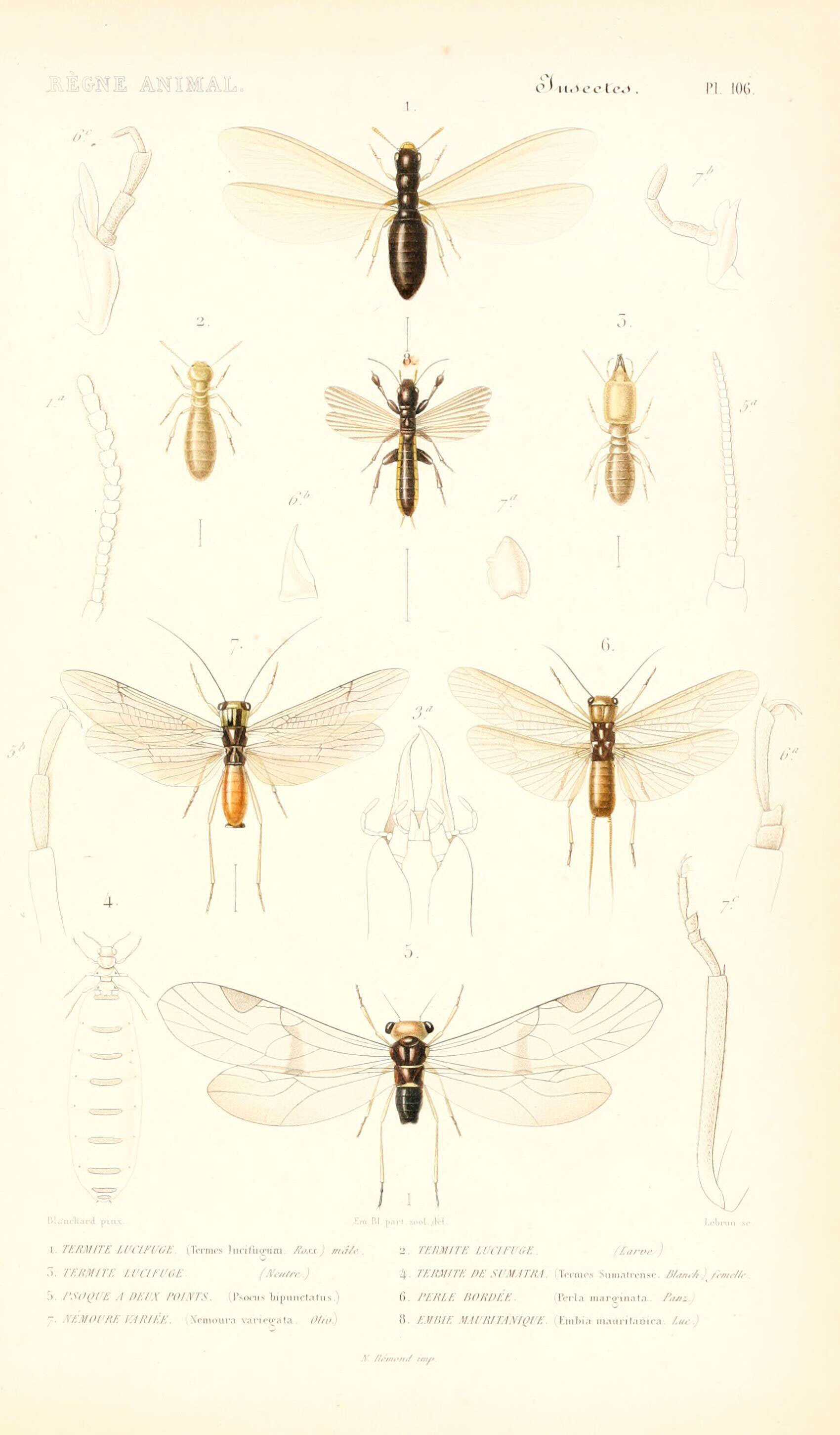 Слика од Reticulitermes lucifugus (Rossi 1792)