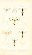Sivun Banchus falcatorius (Fabricius 1775) kuva