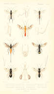 Sivun Sigalphus irrorator (Fabricius 1775) kuva