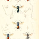 Image of Sparasion cephalotes Latreille 1802