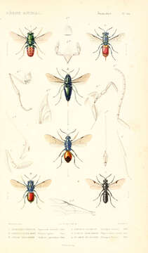 Image of Sparasion cephalotes Latreille 1802