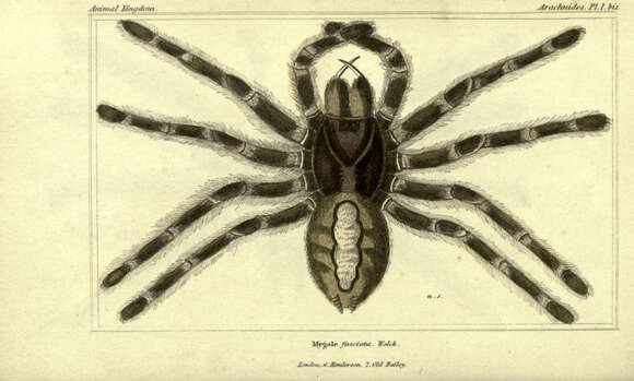 Image of tarantulas