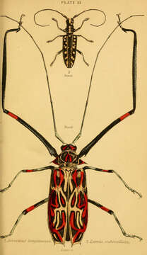 Image of harlequin beetles