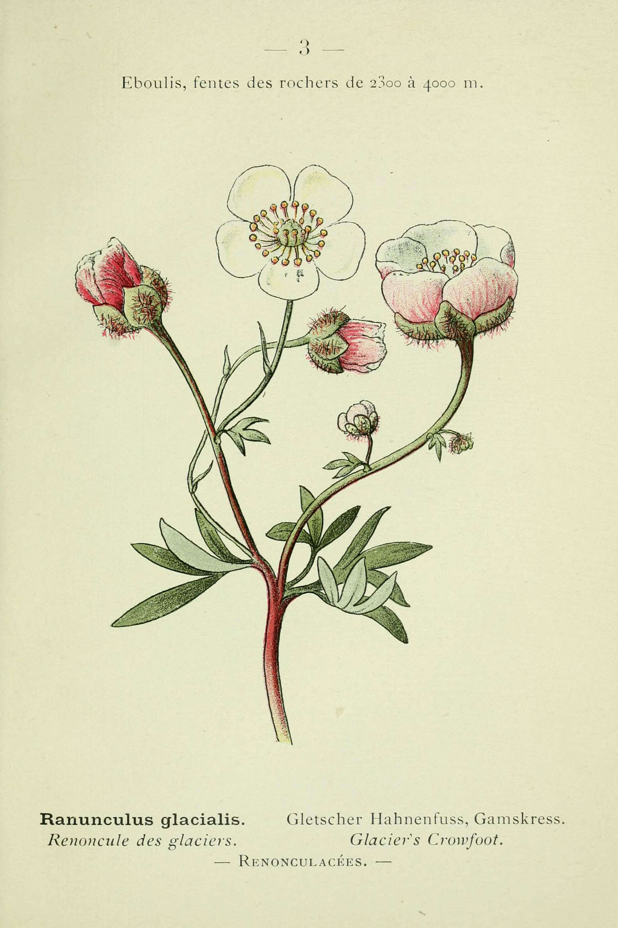 Image of Glacier Pink Buttercup