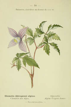 Слика од Clematis alpina (L.) Miller