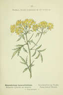 Image of Descurainia tanacetifolia (L.) Prantl