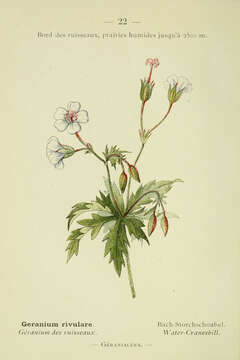 Image of Geranium rivulare Vill.