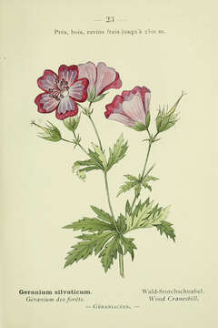 Image of Wood Crane's-bill