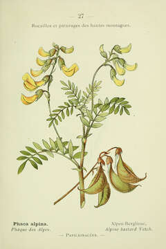 Image of alpine milkvetch