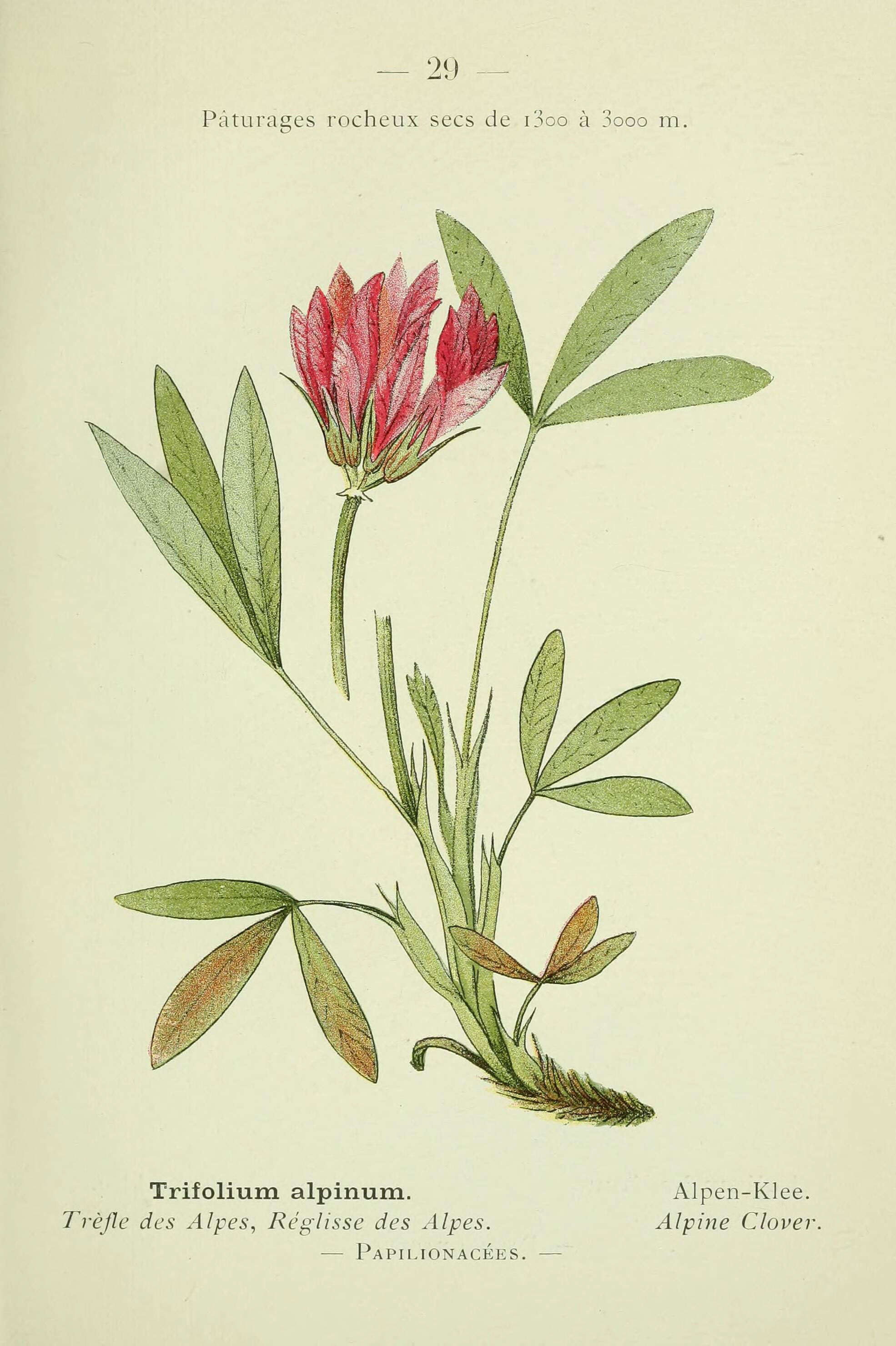 Image of alpine clover