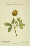 Image of brown clover