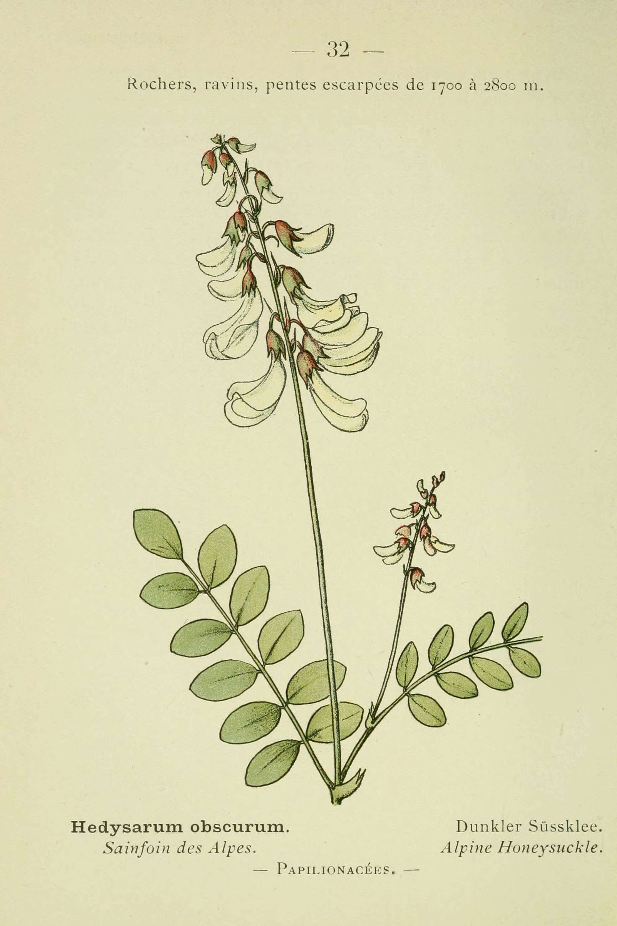 Image of Alpine French Honeysuckle