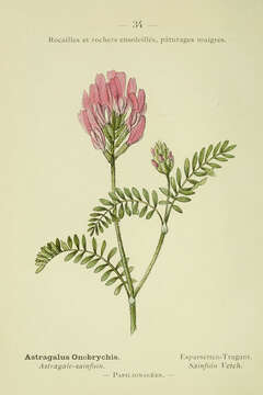 Image of Astragalus onobrychis L.