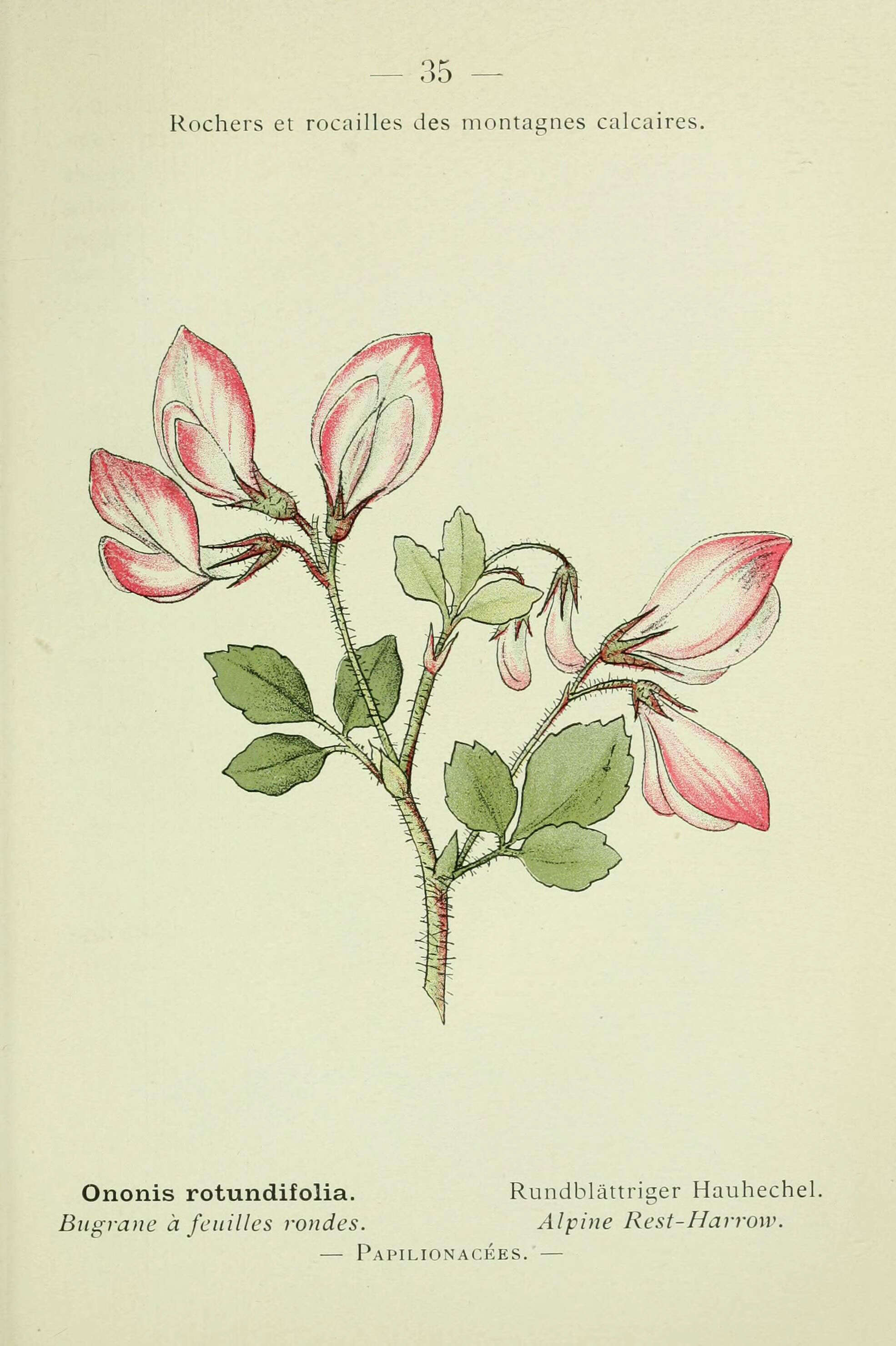 Image of round-leaved restharrow
