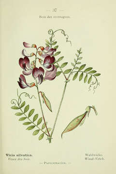 Image of wood vetch