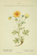 Image de Potentilla aurea L.