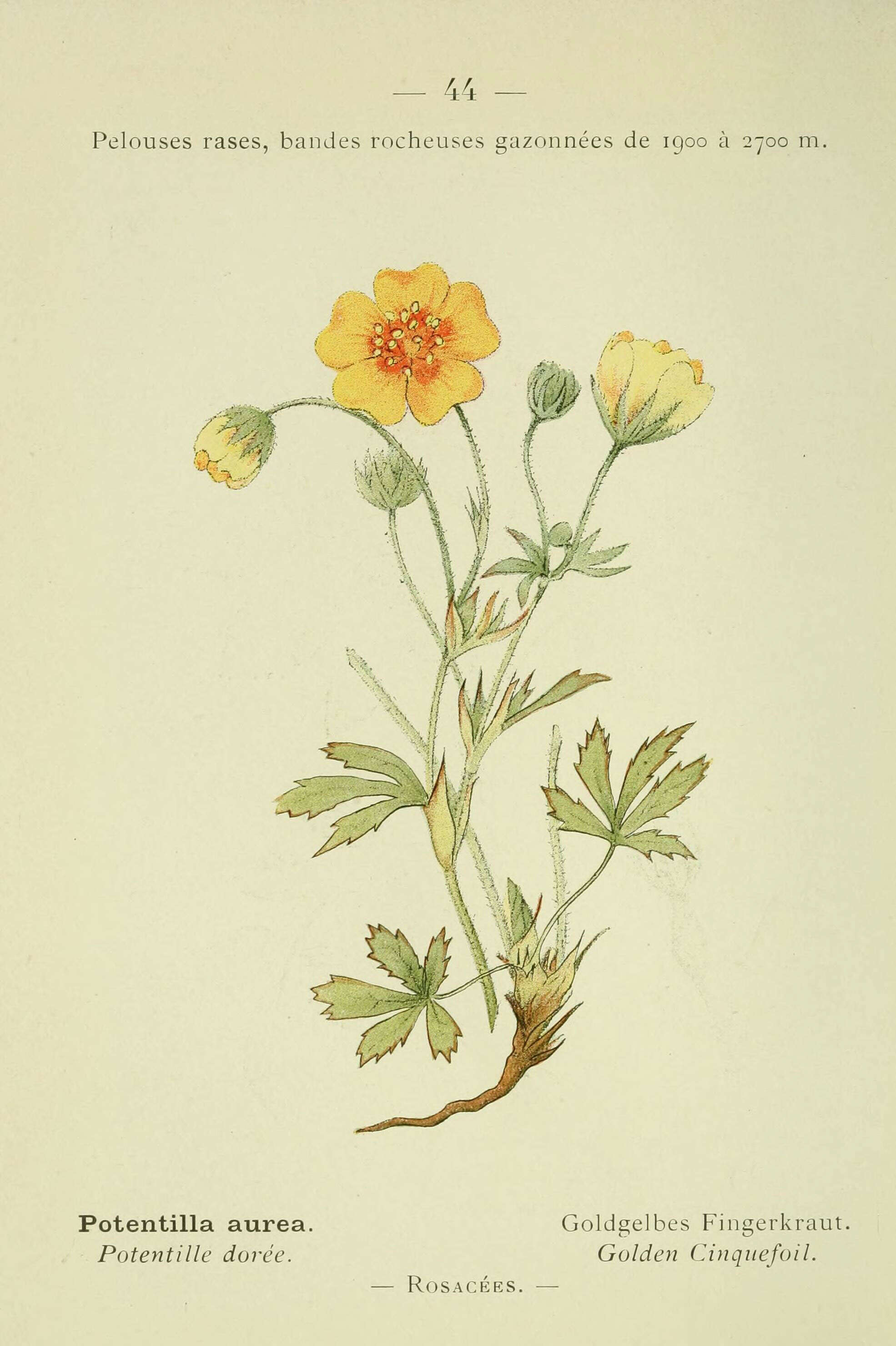 Image of Potentilla aurea L.