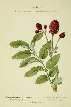 Imagem de Sanguisorba officinalis L.