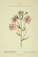 Image of Epilobium fleischeri Hochst.