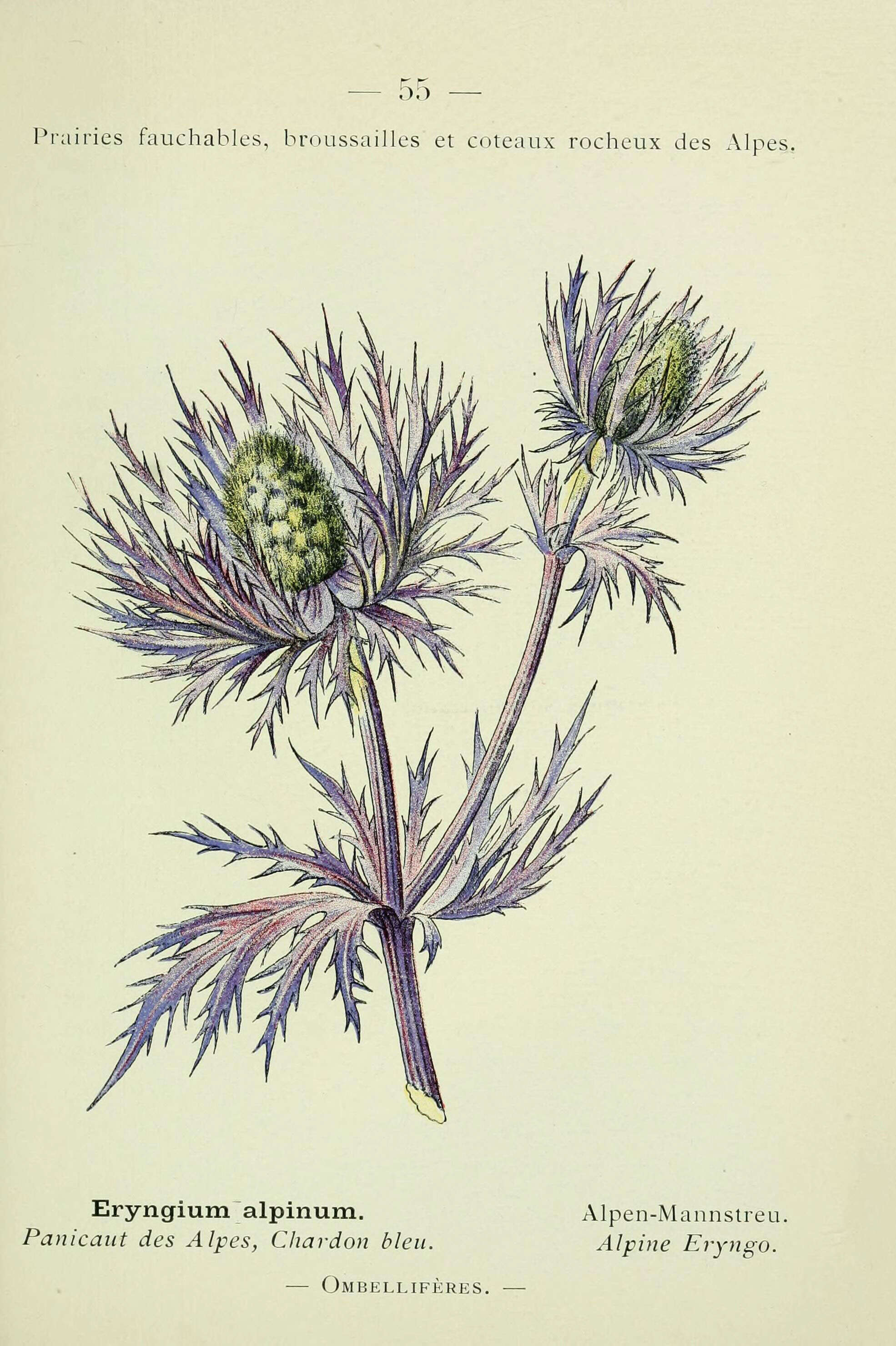Eryngium alpinum L. resmi