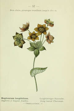 Imagem de Bupleurum longifolium L.