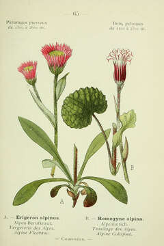 Erigeron alpinus L. resmi