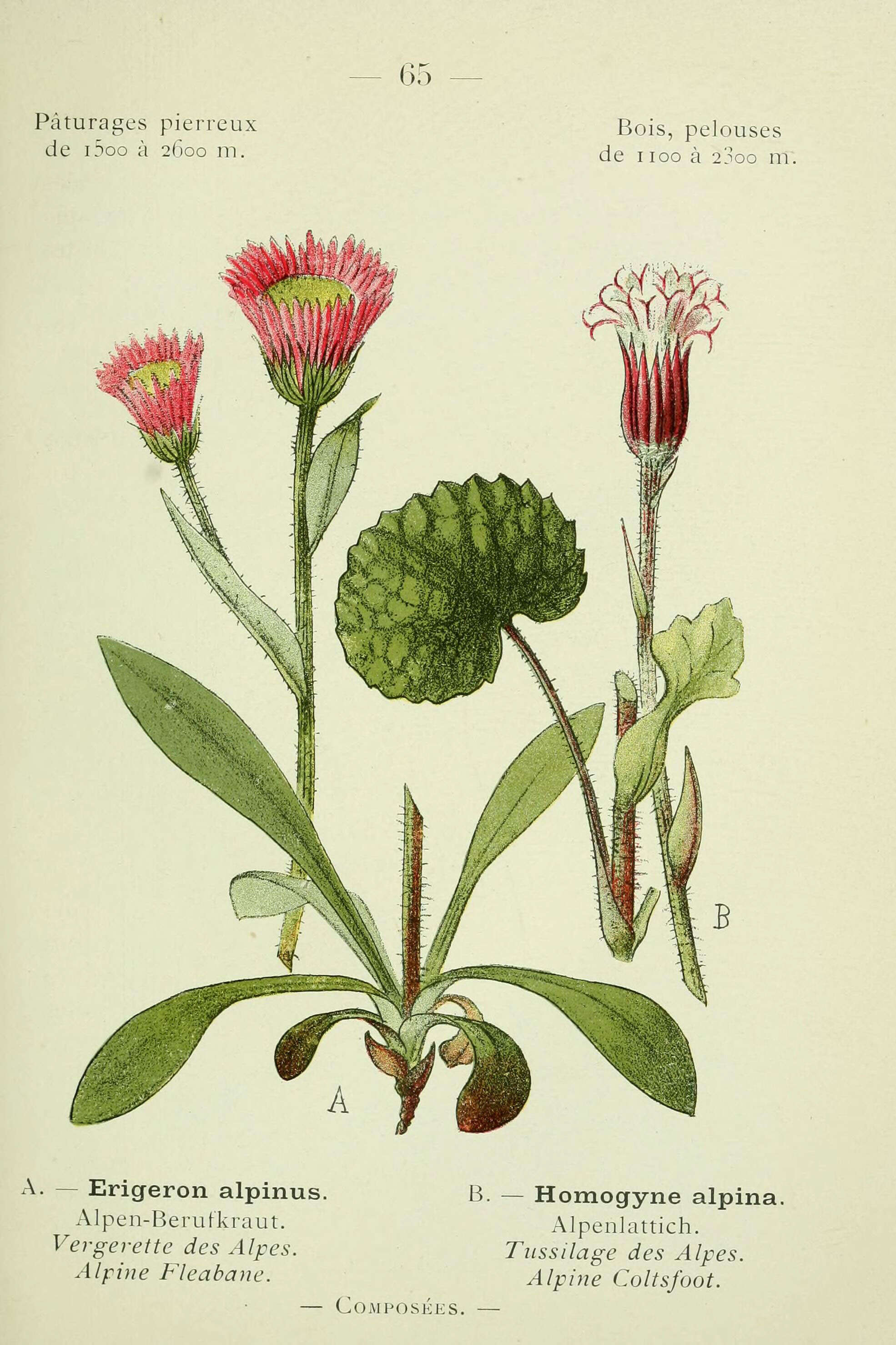 Image of alpine fleabane