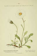 Image of Alpine Marguerite