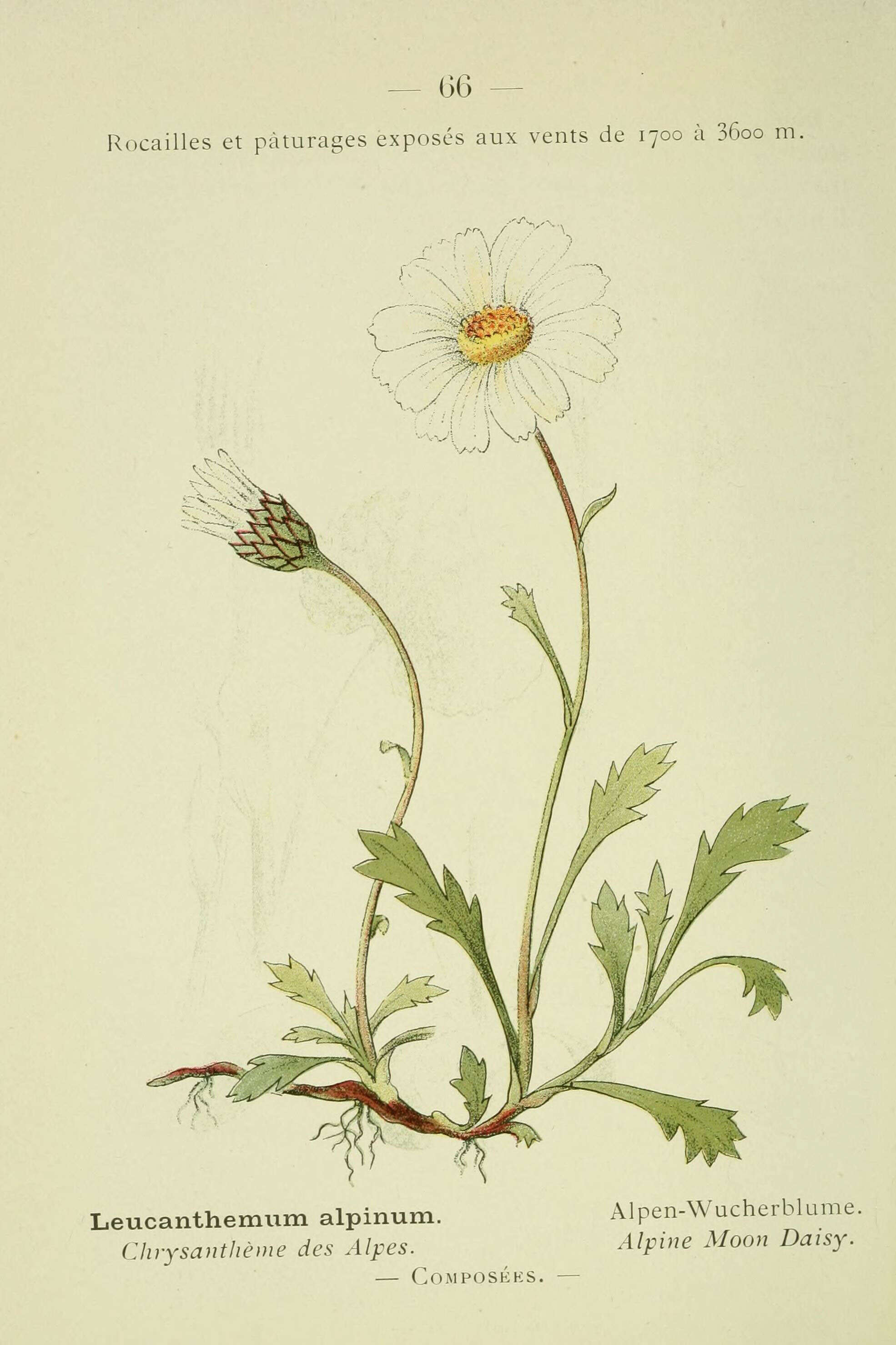 Image of Alpine Marguerite