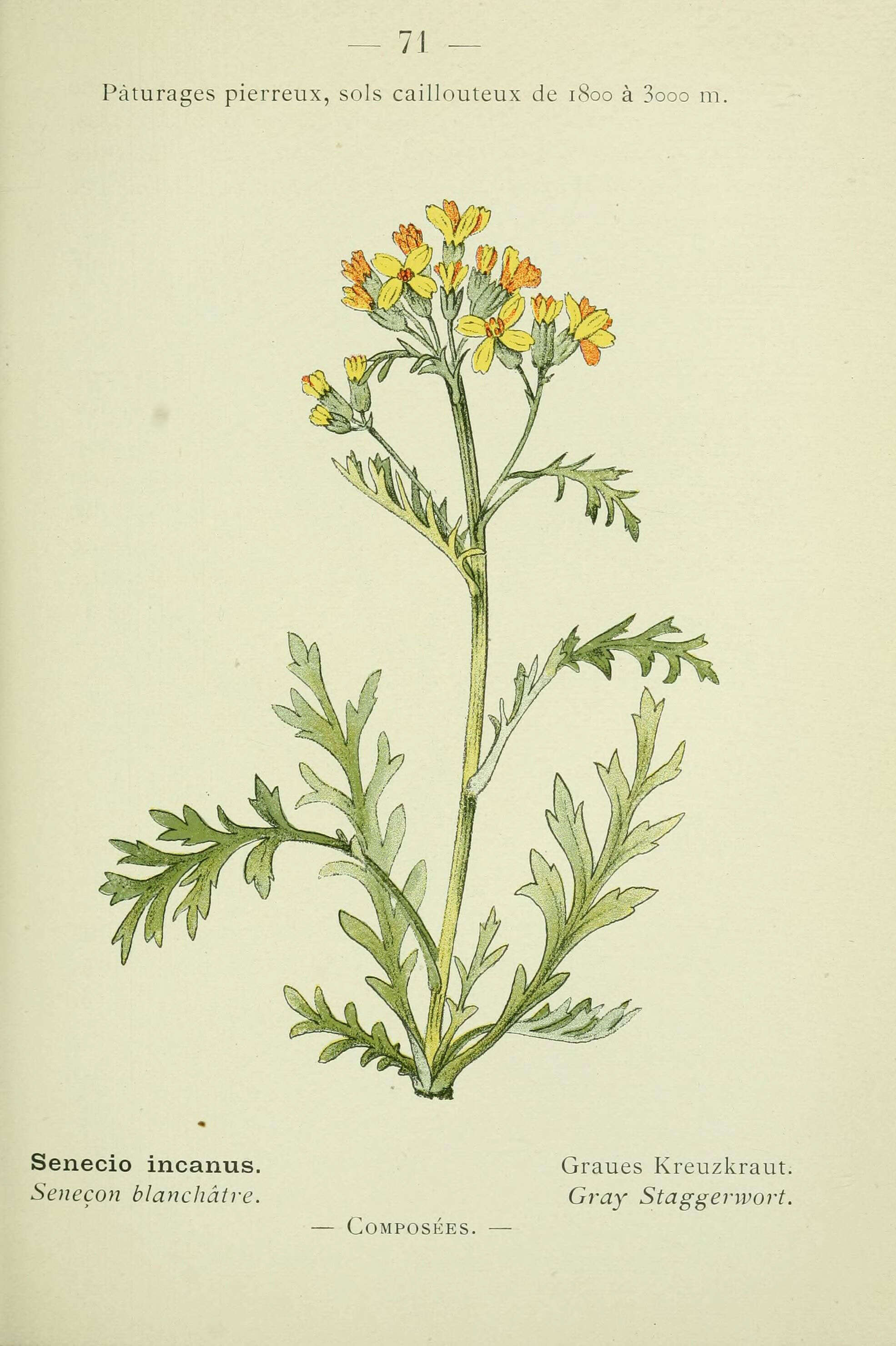 Plancia ëd Jacobaea incana (L.) Veldkamp