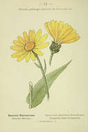 Image of Leopard's-bane Groundsel