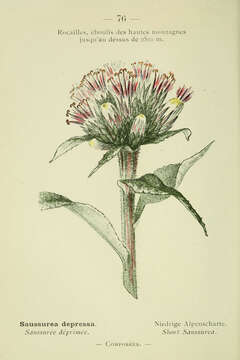 Image of Saussurea alpina (L.) DC.