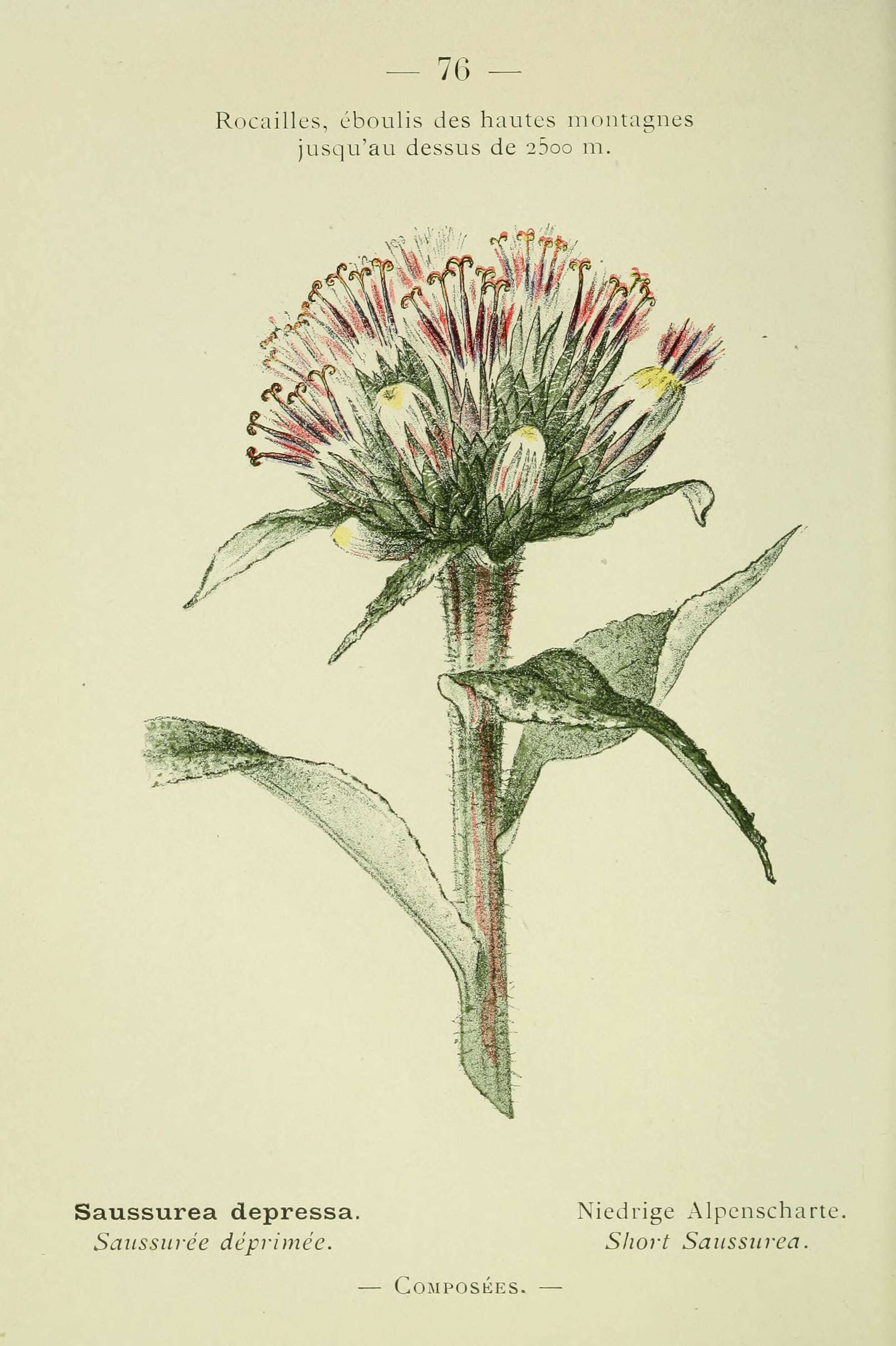 Saussurea alpina (L.) DC. resmi