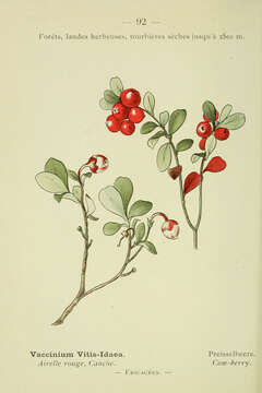 Image of lingonberry