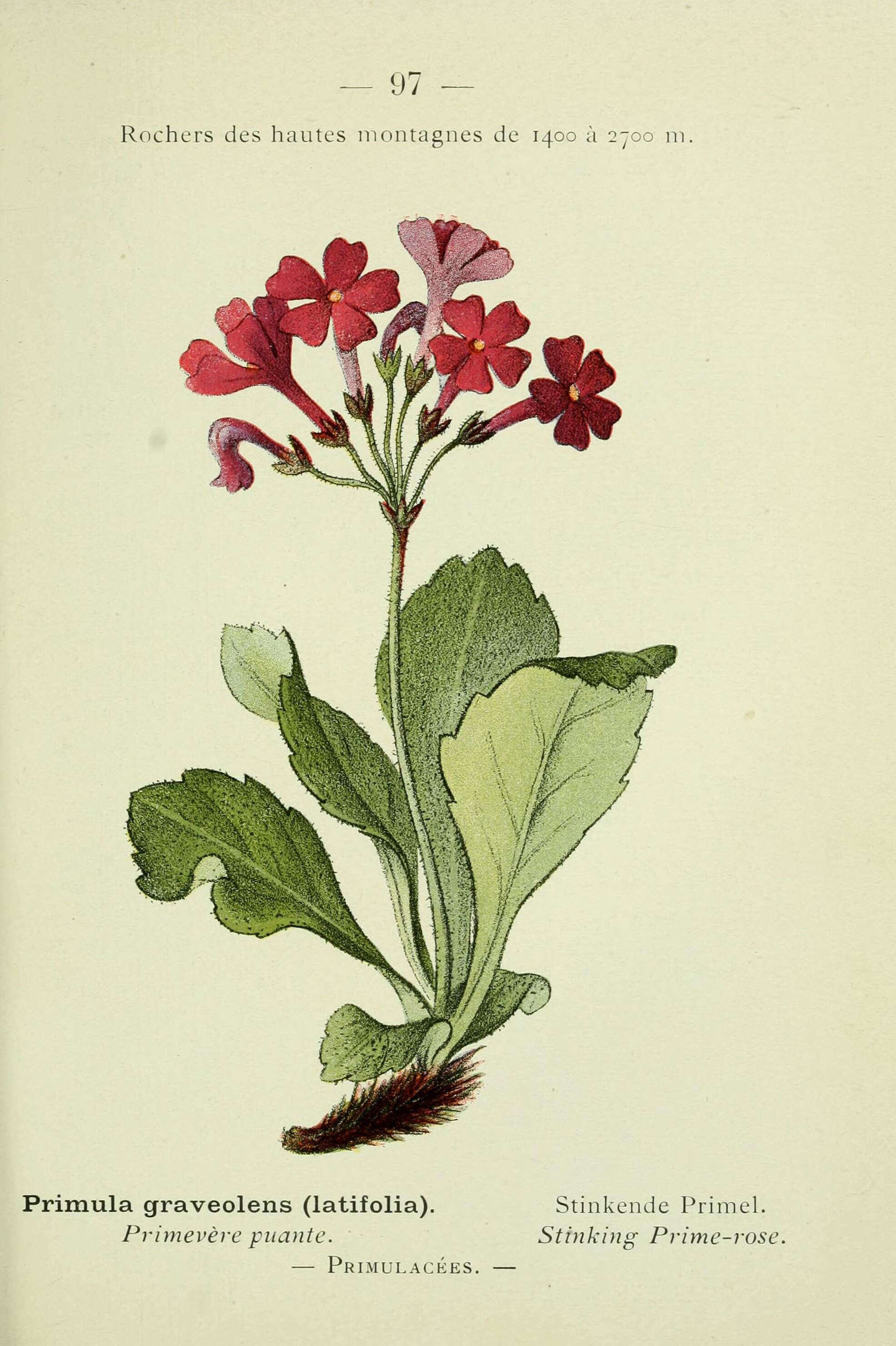 Primula latifolia Lapeyr. resmi