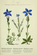 Image of Bavarian Gentian