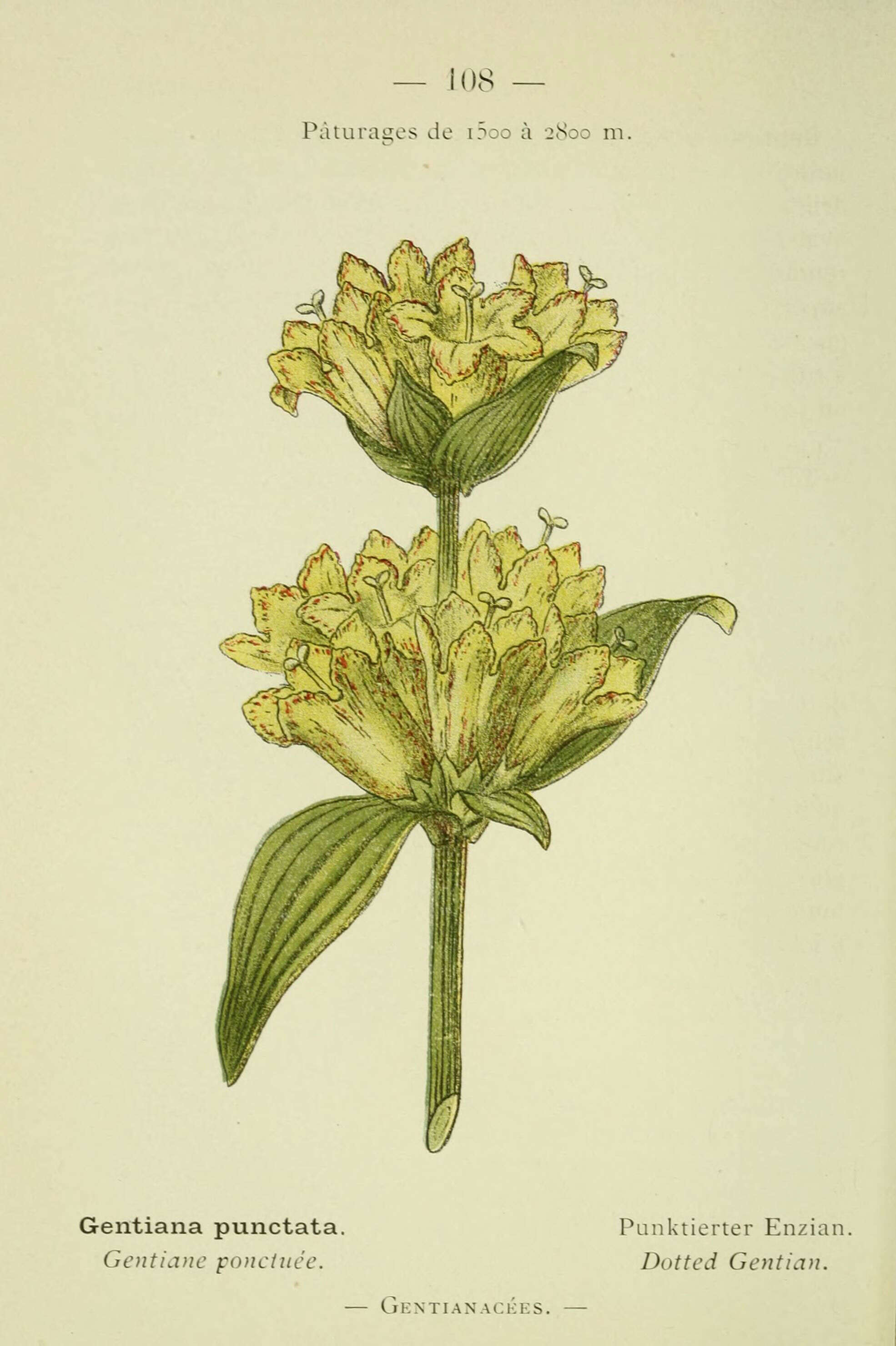 Image of Spotted Gentian