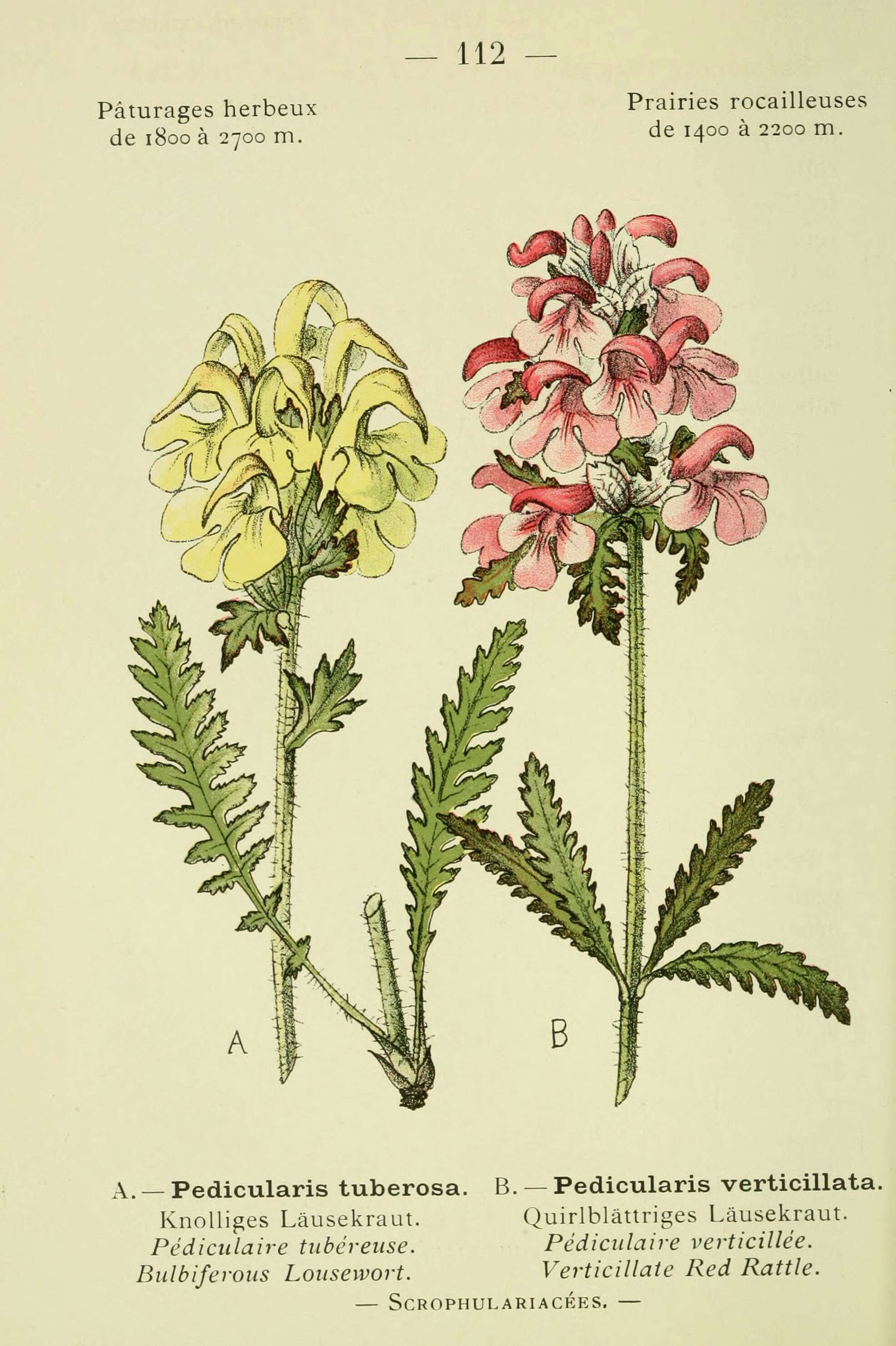 Image of whorled lousewort