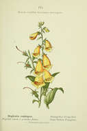 Image of big-flowered foxglove