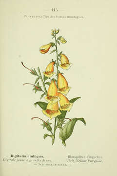 Imagem de Digitalis grandiflora Mill.