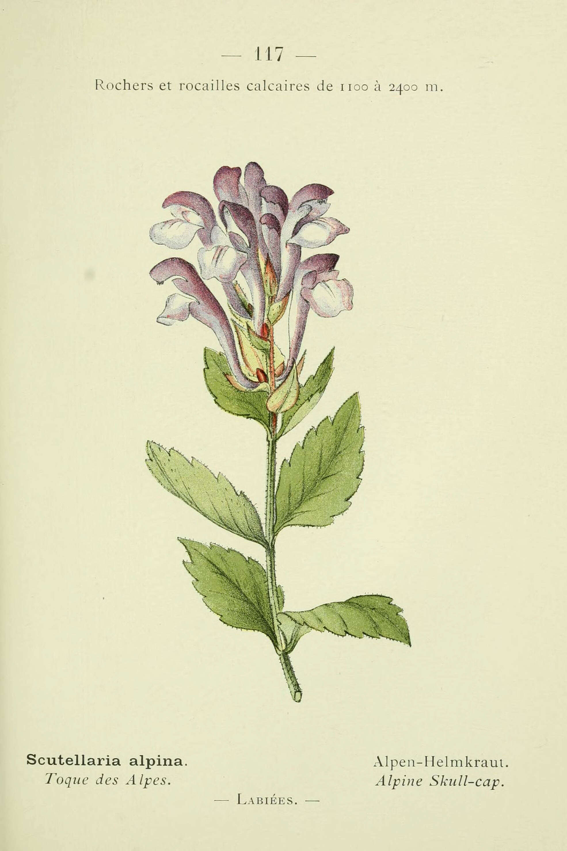 Image of Alpine Skullcap