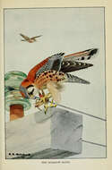 Image of American Kestrel