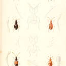 Image de Chennium bituberculatum Latreille 1807