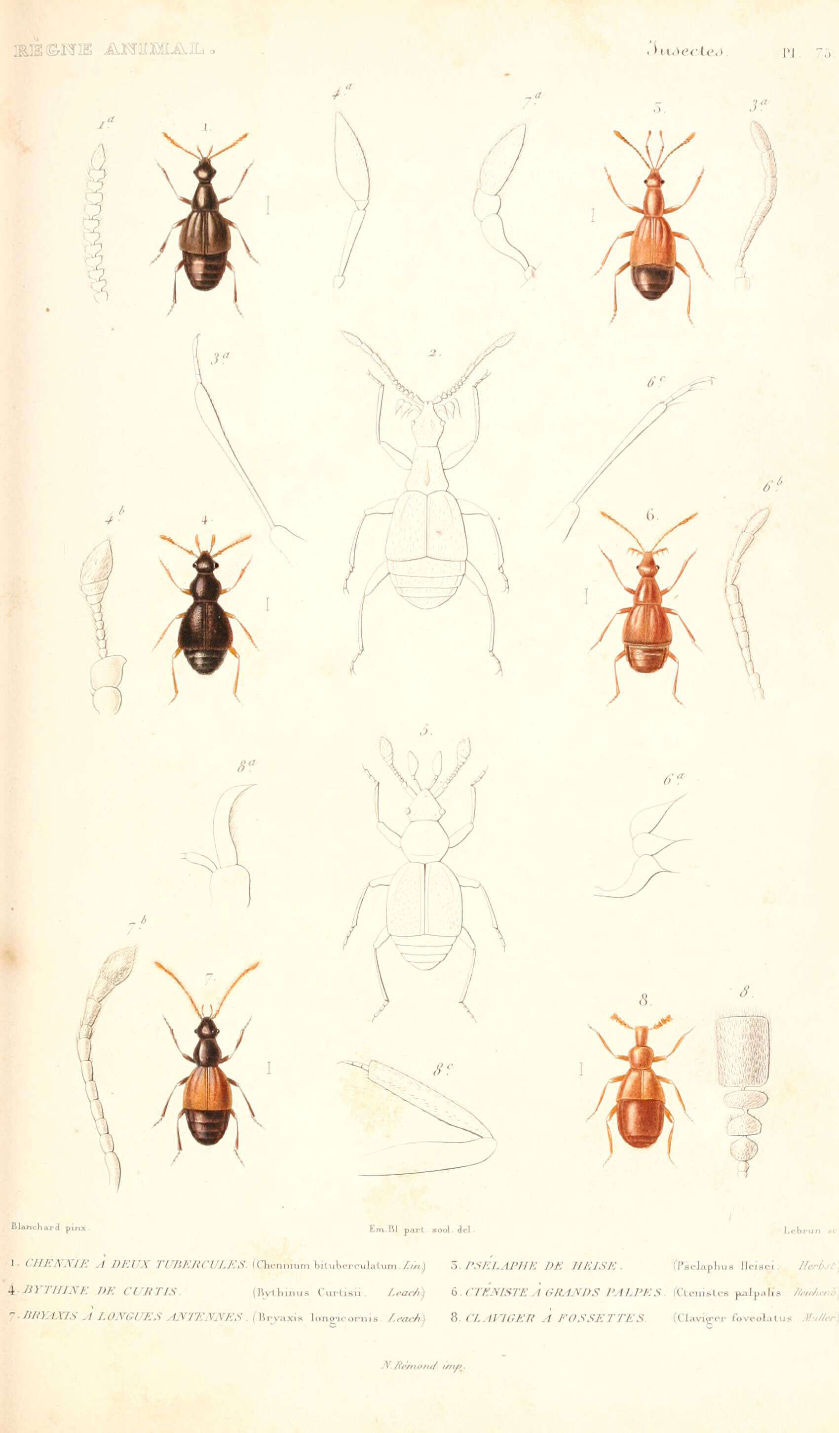 Image of Chennium bituberculatum Latreille 1807