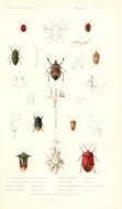 صورة Aelia acuminata (Linnaeus 1758)