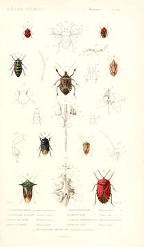 صورة Aelia acuminata (Linnaeus 1758)