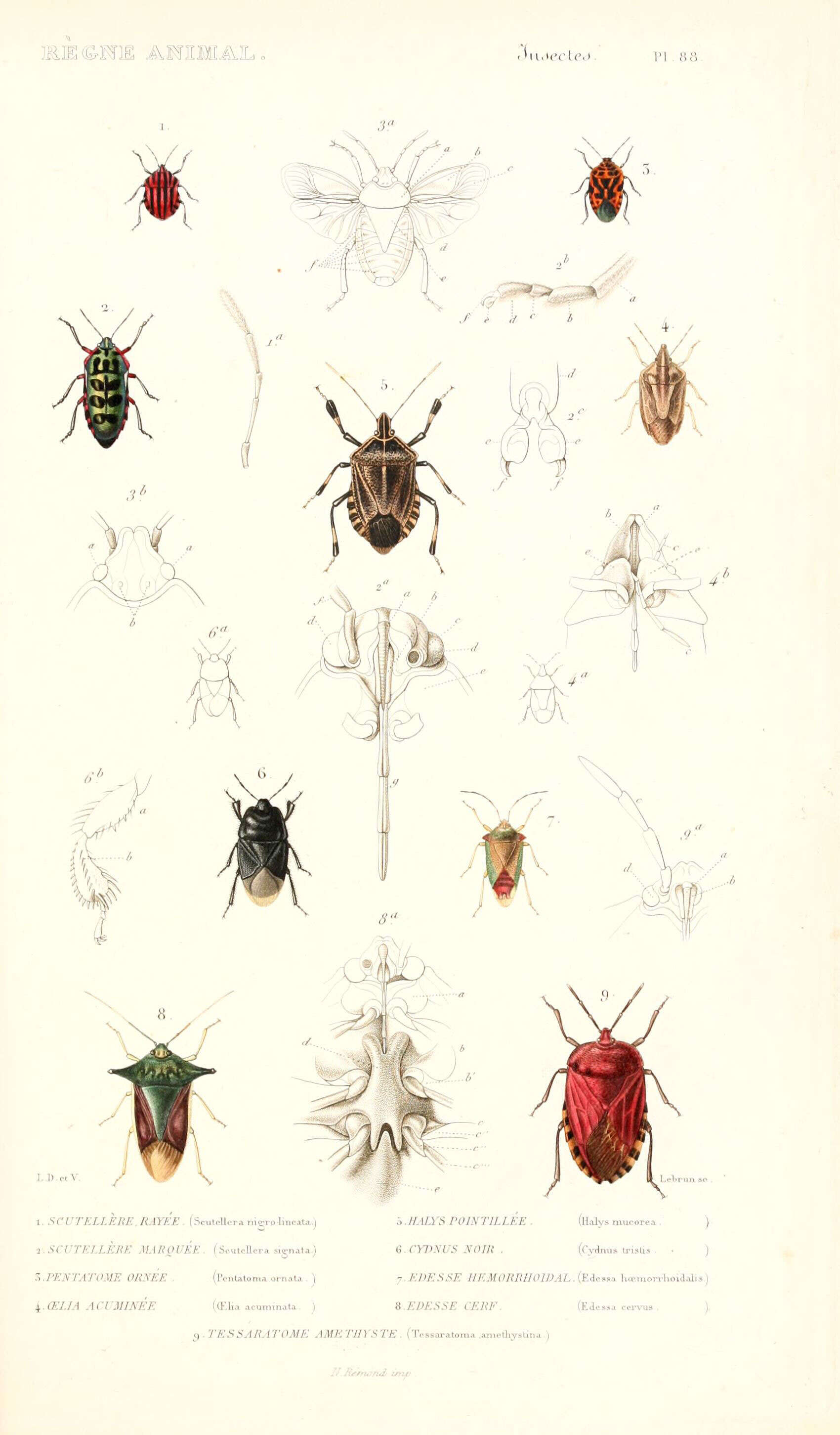 صورة Aelia acuminata (Linnaeus 1758)